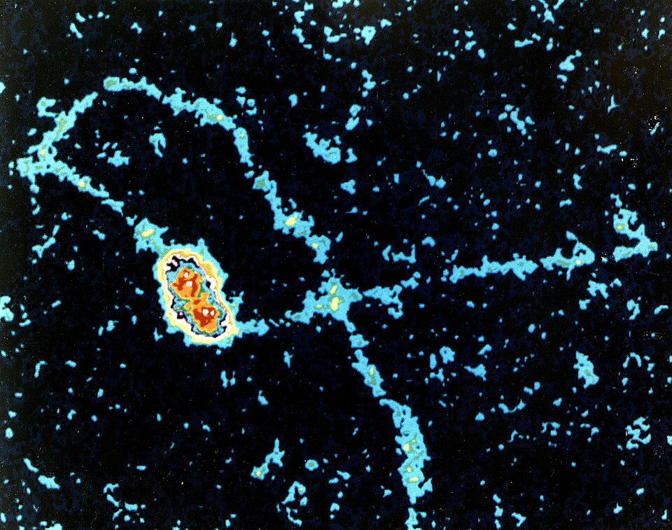 Microscopie électronique de la réplication de l’ADN du virus SV40. U.S. Department of Energy, domaine public.