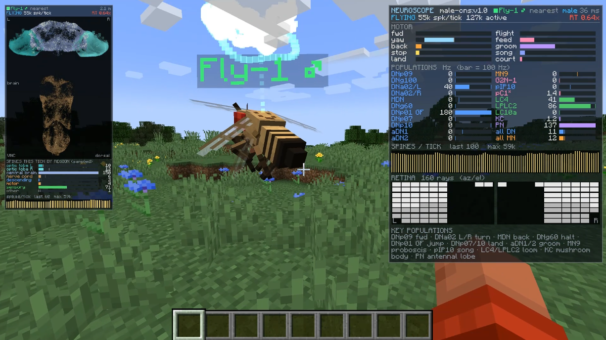 Le connectome MaleCNS pilote une mouche dans Minecraft. À gauche, l’activité du cerveau ; à droite, les commandes motrices et la rétine simulée. Capture du projet open source Fly Brain Minecraft, parmarjh, 2026.