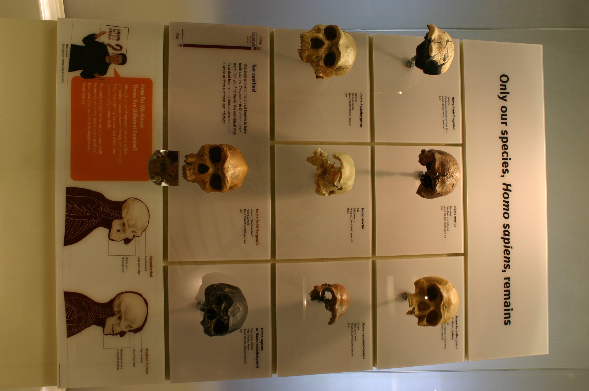 « Only our species, Homo sapiens, remains ». Moulages de crânes d’hominines au Smithsonian Institution. Photo : Ryan Somma, CC BY-SA, Wikimedia Commons.