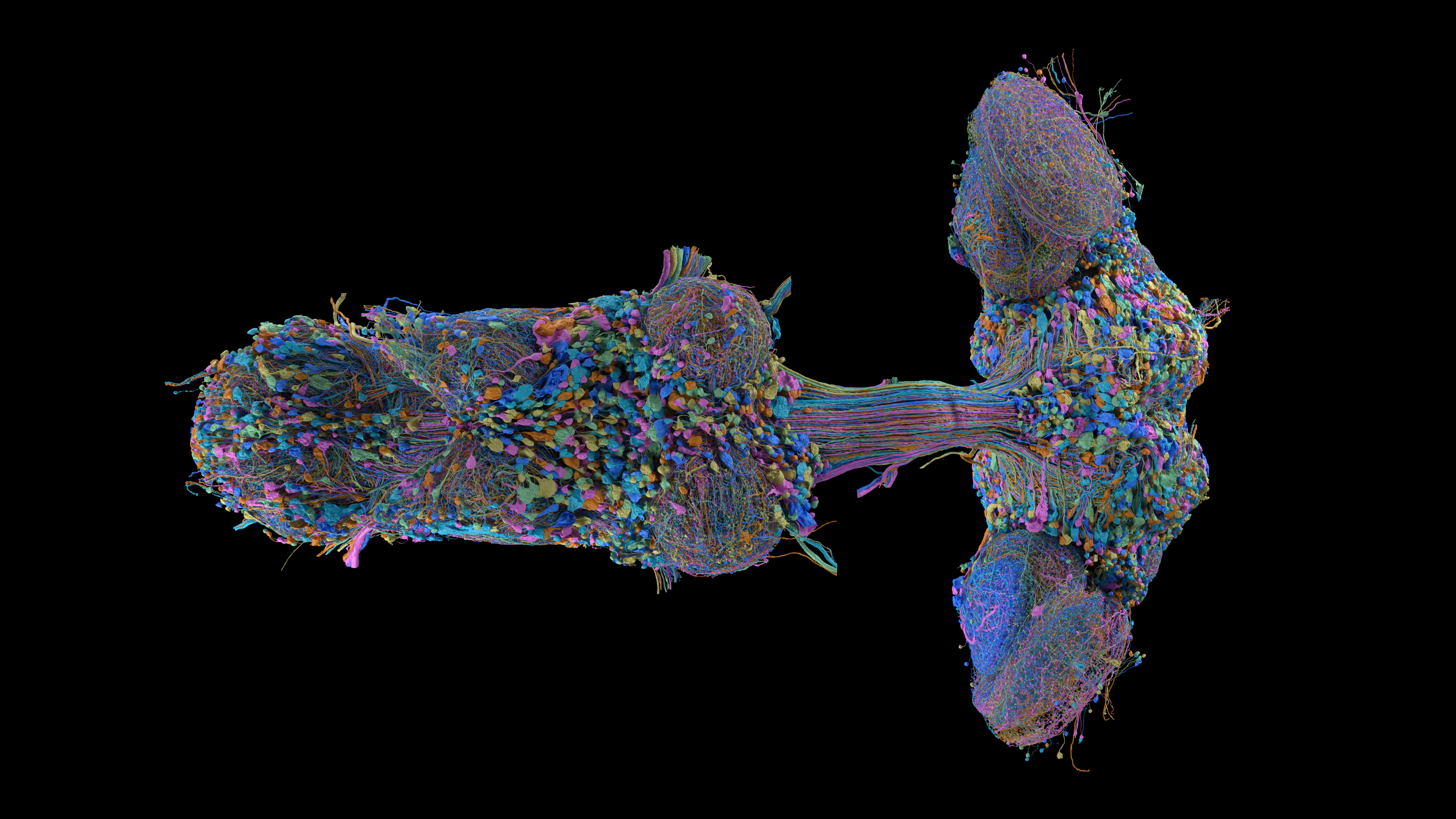 Un représentant de chacun des milliers de types neuronaux de MaleCNS. FlyEM/Janelia/Cambridge/Google, CC BY 4.0.