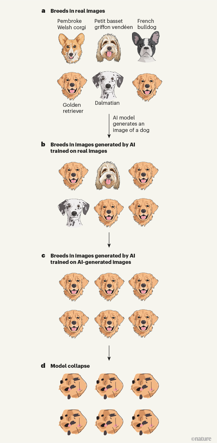 Schéma publié par Nature : générations successives d’images de chiens illustrant une perte de diversité. Illustration de Nature, crédits de l’étude.