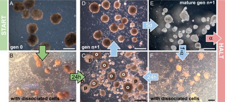 Kriegman et al., « Kinematic self-replication in reconfigurable organisms », PNAS, 2021.