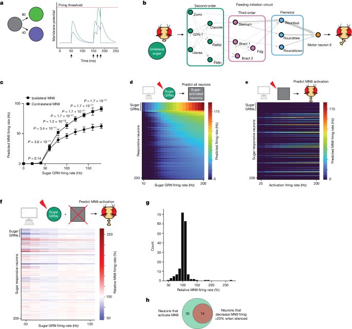 Modèle computationnel du cerveau de drosophile