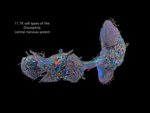 MaleCNS : tous les types de neurones