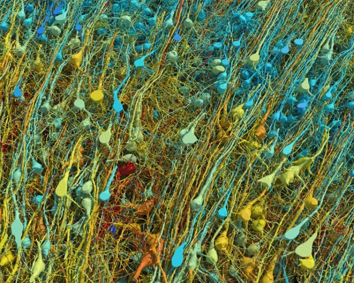 Un millimètre cube de cerveau humain