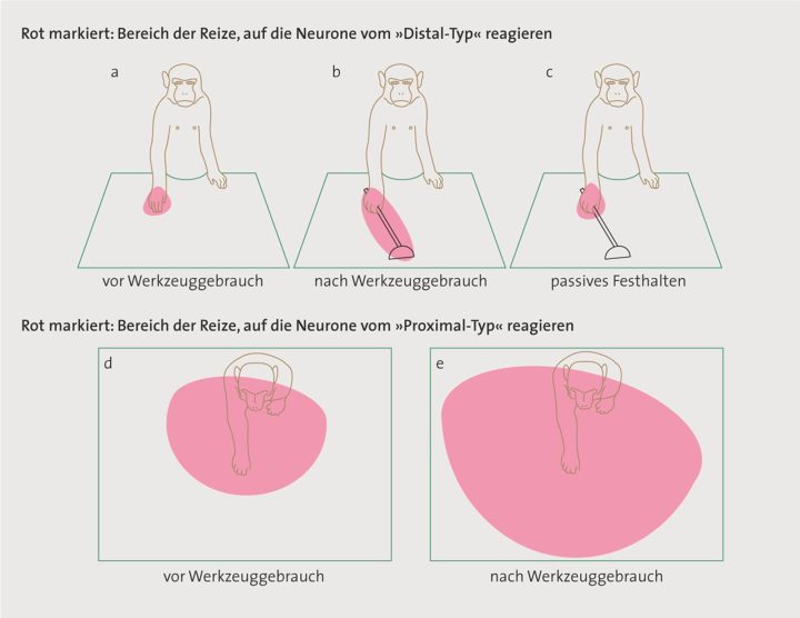 Cardinali et al., Tool-use induces morphological updating of the body schema, 2009.