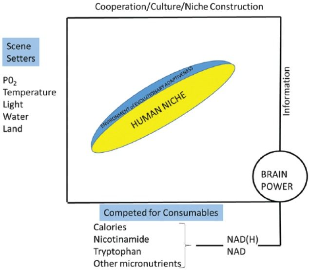 Laland et al., Cultural niche construction and human evolution, 2001.